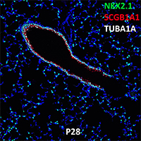 Post Natal Day 28 C57BL6 NKX2.1, SCGB1A1, and TUBA1A Confocal Imaging