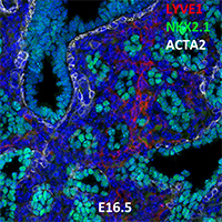 E16.5 C57BL6 LYVE1, NKX2.1, and ACTA2 Confocal Imaging