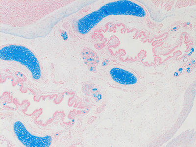 Alcian Blue Staining of 1 Day Human Lung D019-RLL-5B1
