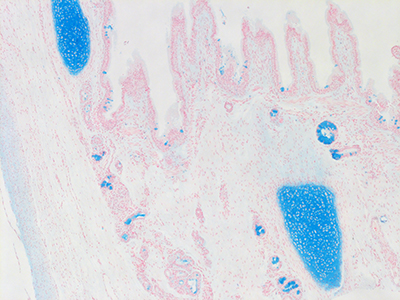 Alcian Blue Staining of 1 Day Human Lung D038-RLL-7A2